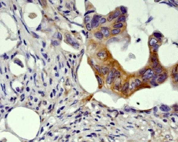 m00791 ihc