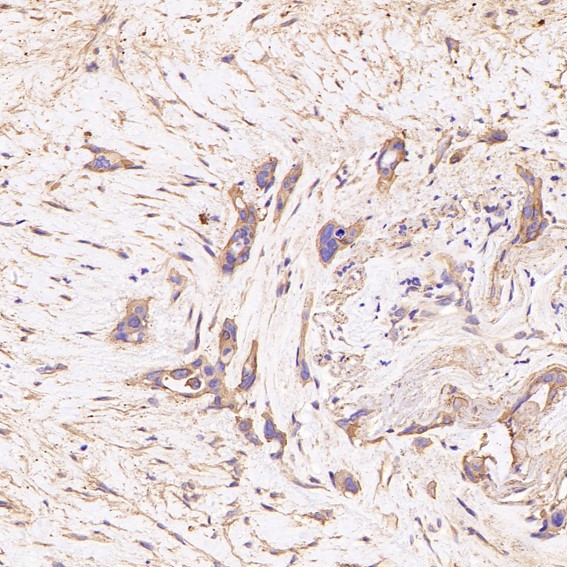 m00791 ihc10