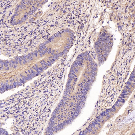 m00791 ihc7
