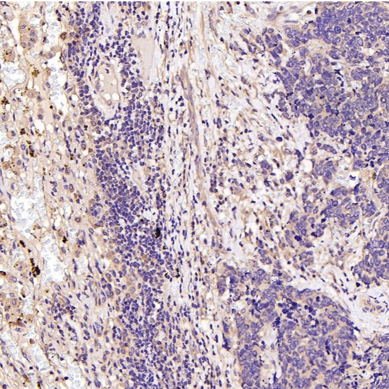 m00791 ihc9