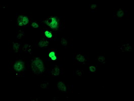m00792 1 anti cry2 mouse monoclonal antibody clone id oti1h5 if testing 12