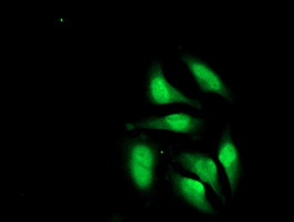 m00792 1 anti cry2 mouse monoclonal antibody clone id oti1h5 if testing 13
