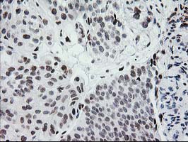 m00792 1 anti cry2 mouse monoclonal antibody clone id oti1h5 ihc testing 5