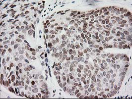 m00792 1 anti cry2 mouse monoclonal antibody clone id oti1h5 ihc testing 7