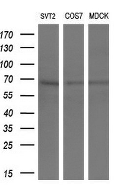 m00792 1 anti cry2 mouse monoclonal antibody clone id oti1h5 wb testing 2