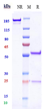 Anti-ERG Reference Antibody (Jackson Foundation patent anti-ERG) on SDS-PAGE under reducing (R) condition