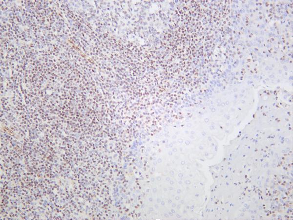 Human tonsil was stained with anti-ERG rabbit antibody
