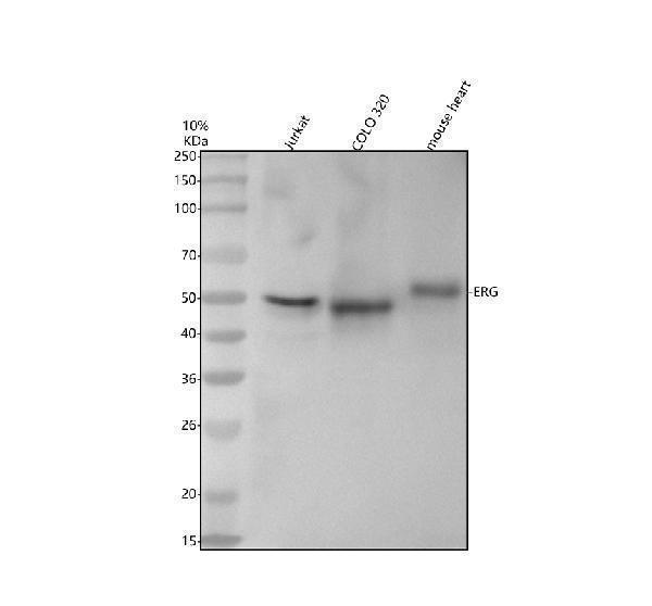 m00793 erg primary antibodies wb testing 1