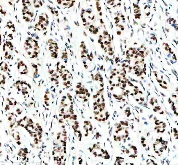 m00794 cdk9 primary antibodies ihc testing 2
