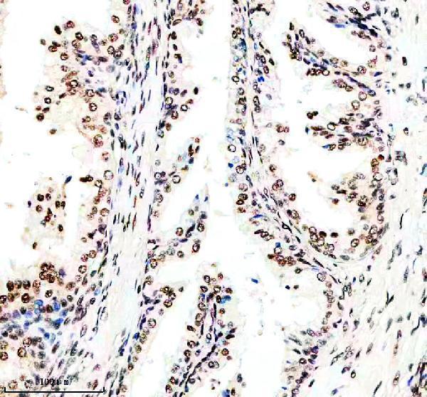 m00794 cdk9 primary antibodies ihc testing 3