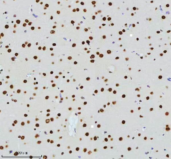 m00794 cdk9 primary antibodies ihc testing 6