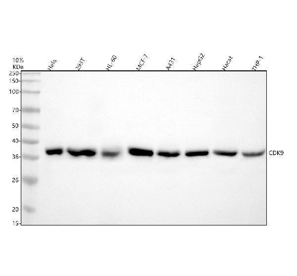 m00794 cdk9 primary antibodies wb testing 1