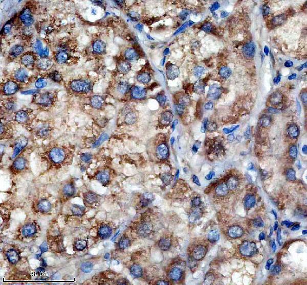 m00796 1 shc1 primary antibodies ihc testing 1