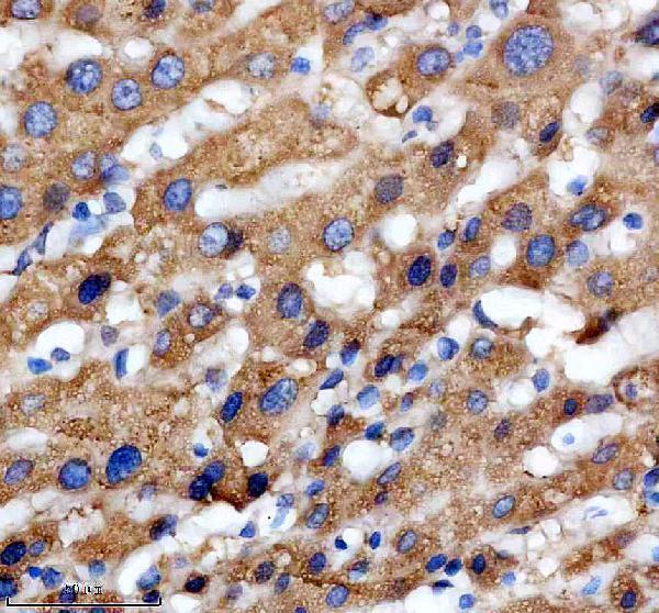 m00796 1 shc1 primary antibodies ihc testing 2