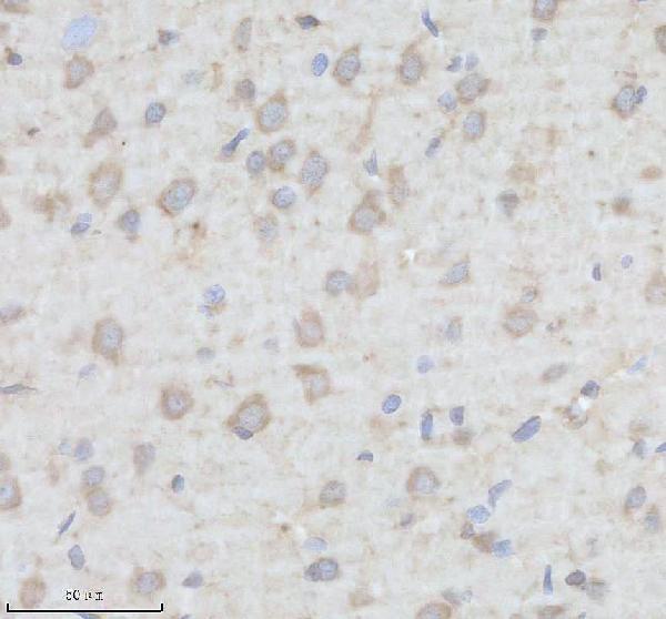 m00796 1 shc1 primary antibodies ihc testing 3