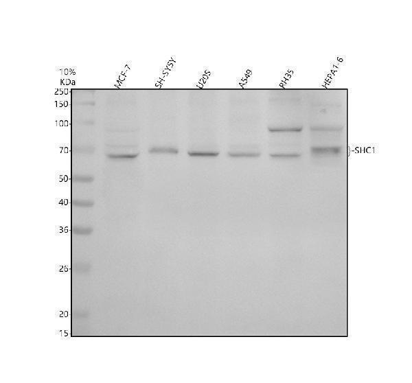 m00796 1 shc1 primary antibodies wb testing 1