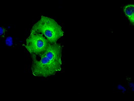m00796 2 anti shc shc1 mouse monoclonal antibody clone id oti1d3 if testing 3