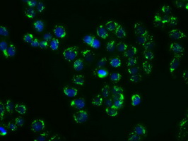 m00796 2 anti shc shc1 mouse monoclonal antibody clone id oti1d3 if testing 4
