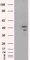 m00796 2 anti shc shc1 mouse monoclonal antibody clone id oti1d3 wb testing 1