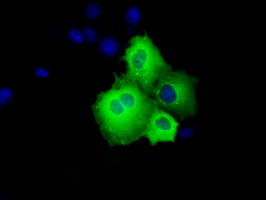 m00796 anti shc shc1 mouse monoclonal antibody clone id oti3a1 if testing 10