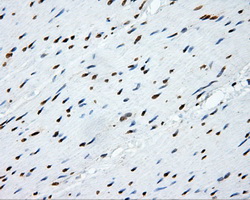 m00796 anti shc shc1 mouse monoclonal antibody clone id oti3a1 ihc testing 6