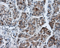 m00796 anti shc shc1 mouse monoclonal antibody clone id oti3a1 ihc testing 8