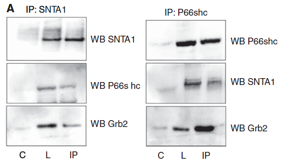 m00796 anti shc shc1 mouse monoclonal antibody clone id oti3a1 ip testing 11