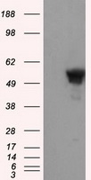 m00796 anti shc shc1 mouse monoclonal antibody clone id oti3a1 wb testing 1