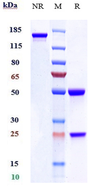 Anti-ACVR1/ALK-2 Reference Antibody (DS-6016a) on SDS-PAGE under reducing (R) condition