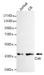 m00799 1 csk primary antiboties wb testing 1