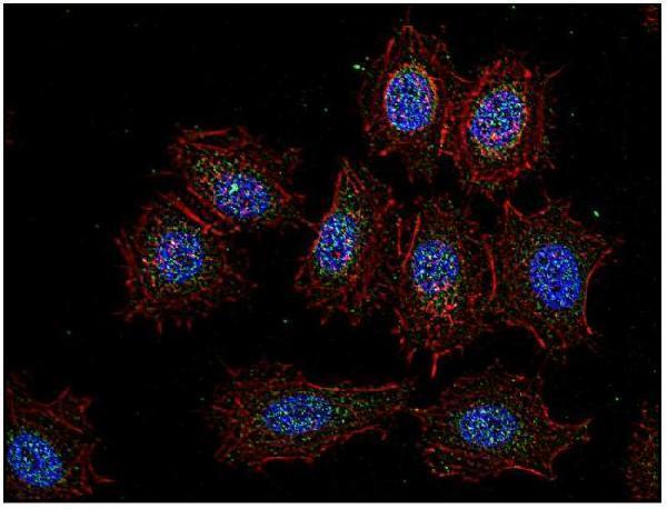 m00799 csk primary antibodies icc testing 1