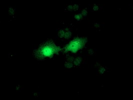 m00802 1 anti fgf21 mouse monoclonal antibody clone id oti2f10 if testing 12