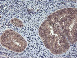 m00802 1 anti fgf21 mouse monoclonal antibody clone id oti2f10 ihc testing 4