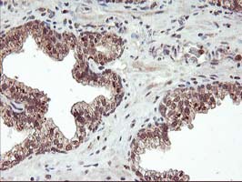 m00802 1 anti fgf21 mouse monoclonal antibody clone id oti2f10 ihc testing 6