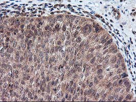 m00802 1 anti fgf21 mouse monoclonal antibody clone id oti2f10 ihc testing 7