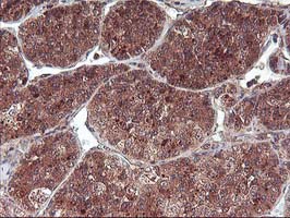 m00802 1 anti fgf21 mouse monoclonal antibody clone id oti2f10 ihc testing 9