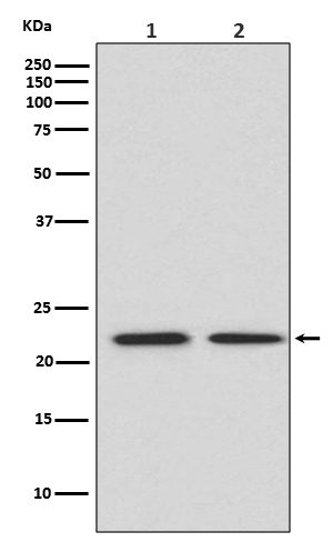 Western blot analysis of FGF21 expression in (1) HeLa cell lysate; (2) Mouse spleen lysate