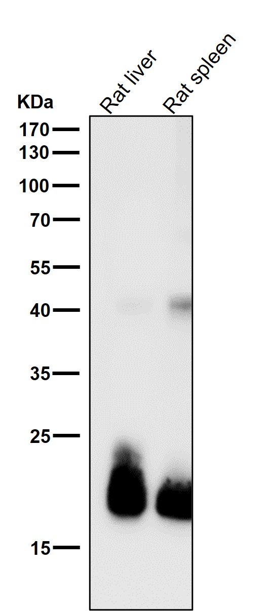All lanes use the Antibody at 1:1K dilution for 1 hour at room temperature