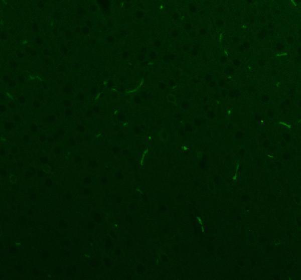 m00806 nestin primary antibodies if testing 1