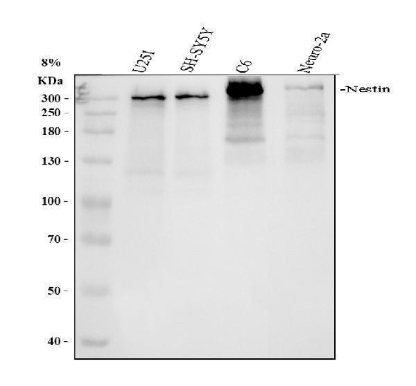 Western blot analysis of Nestin using anti-Nestin antibody (M00806)
