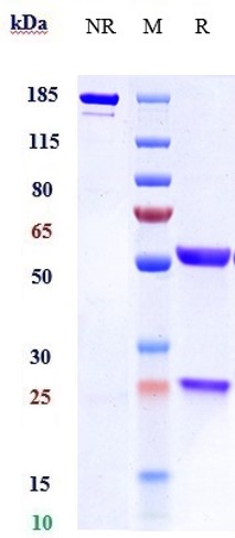 Anti-IL-4 Reference Antibody (pascolizumab) on SDS-PAGE under reducing (R) condition