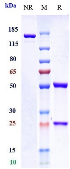 Anti-IL-4Ra/CD124 Reference Antibody (MEDI2045) on SDS-PAGE under reducing (R) condition