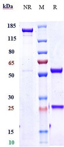 Anti-IL-4Ra/CD124 Reference Antibody (dupilumab) on SDS-PAGE under reducing (R) condition