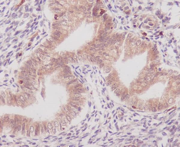 m00811 ihc
