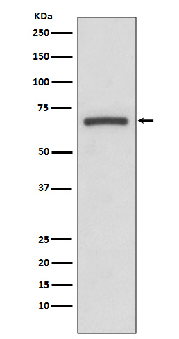 m00811 wb