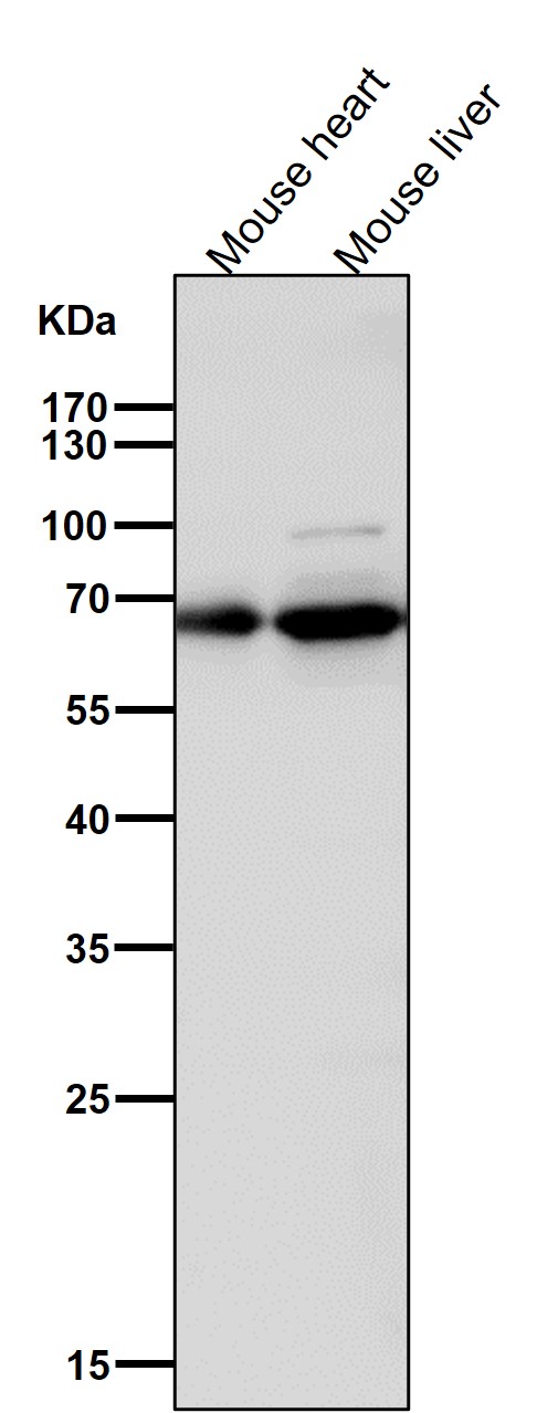 All lanes use the Antibody at 1:3K dilution for 1 hour at room temperature