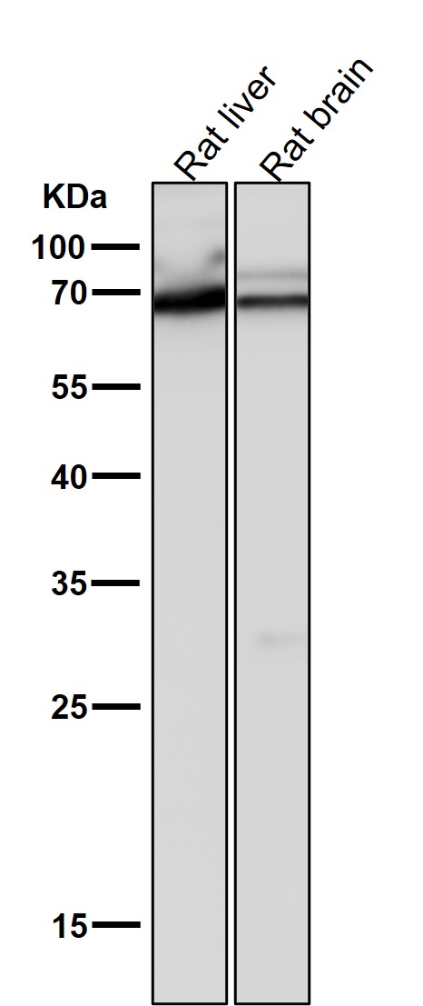 All lanes use the Antibody at 1:3K dilution for 1 hour at room temperature