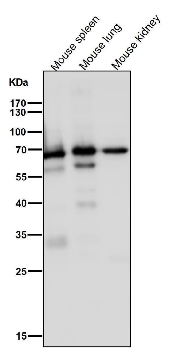 m00811 wb9