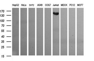 m00812 2 anti cd163 mouse monoclonal antibody clone id oti2b12 wb testing 2