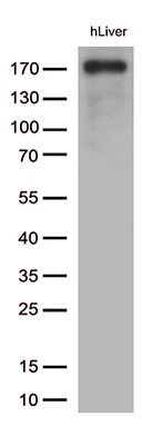 m00812 2 anti cd163 mouse monoclonal antibody clone id oti2b12 wb testing 3